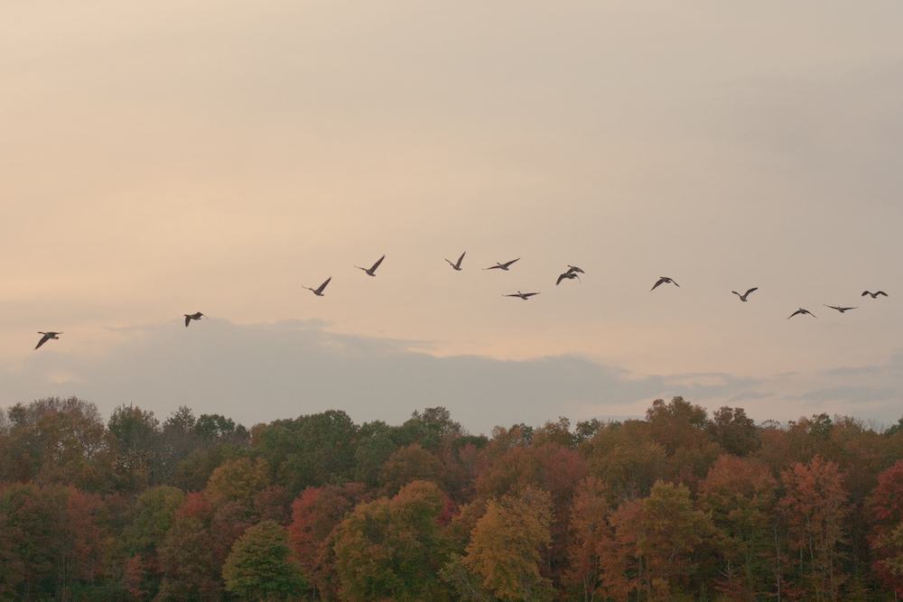 Flock of ducks flying